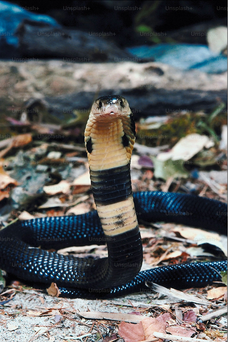 Hognose
